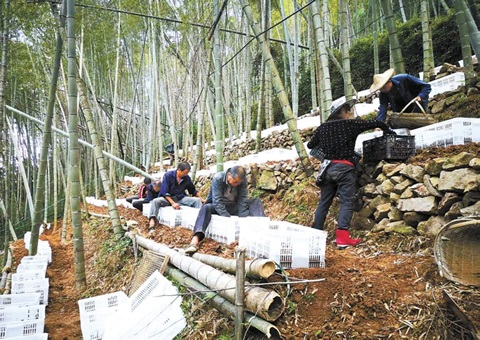 深挖森林“钱库”，，，，浙江林下生“金”