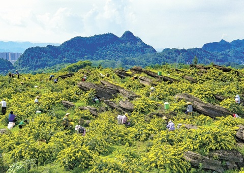 重庆秀山：一朵山银花，，，绽放19亿元综合产值